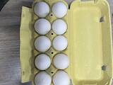 Продовольство Яйця, ціна 23 Грн., Фото