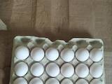 Продовольствие Яйца, цена 23 Грн., Фото