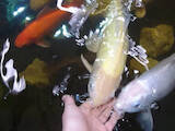 Рибки, акваріуми Рибки, ціна 300 Грн., Фото