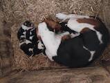 Собаки, щенята Естонський гончак, ціна 2800 Грн., Фото