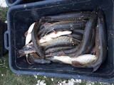 Рибне господарство Риба жива, мальки, ціна 100 Грн., Фото