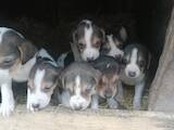 Собаки, щенки Баварская гончая, цена 1000 Грн., Фото