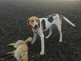 Собаки, щенята Баварський гончак, ціна 1000 Грн., Фото