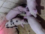 Тваринництво,  Сільгосп тварини Свині, ціна 6500 Грн., Фото