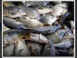 Рибне господарство Риба жива, мальки, ціна 70 Грн., Фото