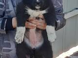 Собаки, щенята Російсько-Європейська лайка, ціна 200 Грн., Фото
