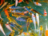 Рибки, акваріуми Установка і догляд, ціна 300 Грн., Фото