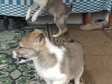 Собаки, щенята Західно-Сибірська лайка, ціна 1000 Грн., Фото