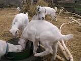 Тваринництво,  Сільгосп тварини Кози, ціна 3000 Грн., Фото