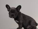 Собаки, щенки Французский бульдог, цена 29000 Грн., Фото