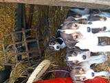 Собаки, щенята Невідома порода, ціна 1500 Грн., Фото