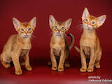 Кішки, кошенята Абіссінська, ціна 18000 Грн., Фото