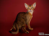 Кошки, котята Абиссинская, цена 18000 Грн., Фото