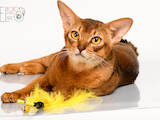 Кошки, котята Абиссинская, цена 18000 Грн., Фото