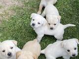 Собаки, щенки Лабрадор ретривер, цена 2500 Грн., Фото