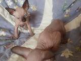 Кошки, котята Канадский сфинкс, цена 4700 Грн., Фото