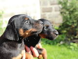 Собаки, щенята Ягдтер'єр, ціна 5000 Грн., Фото
