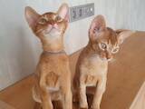 Кошки, котята Абиссинская, цена 15500 Грн., Фото