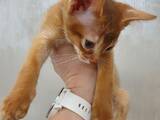 Кошки, котята Абиссинская, цена 15500 Грн., Фото