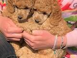 Собаки, щенята Той-пудель, ціна 10000 Грн., Фото