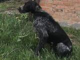 Собаки, щенята Німецька жорсткошерста лягава, ціна 3000 Грн., Фото