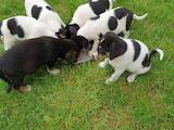 Собаки, щенки Эстонская гончая, цена 500 Грн., Фото