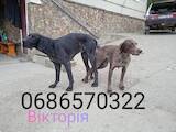 Собаки, щенки Немецкая гладкошерстная легавая, цена 2500 Грн., Фото