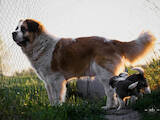 Собаки, щенята Сенбернар, ціна 6500 Грн., Фото