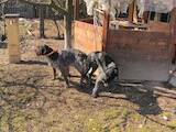 Собаки, щенки Немецкая жесткошерстная легавая, цена 3000 Грн., Фото