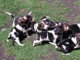 Собаки, щенки Эстонская гончая, цена 500 Грн., Фото
