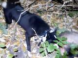 Собаки, щенята Російсько-Європейська лайка, ціна 10000 Грн., Фото