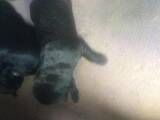 Собаки, щенята Гладкошерста ретрівер, ціна 3500 Грн., Фото