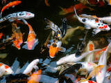 Рыбки, аквариумы Рыбки, цена 500 Грн., Фото