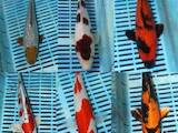 Рибки, акваріуми Рибки, ціна 500 Грн., Фото