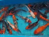 Рибки, акваріуми Установка і догляд, ціна 1000 Грн., Фото