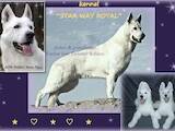 Собаки, щенки Белая Швейцарская овчарка, цена 25000 Грн., Фото