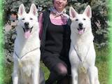 Собаки, щенята Біла Швейцарська вівчарка, ціна 25000 Грн., Фото