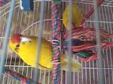 Папуги й птахи Папуги, ціна 2300 Грн., Фото
