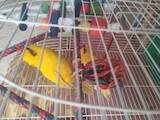 Папуги й птахи Папуги, ціна 2300 Грн., Фото