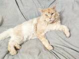 Кошки, котята Мэйн-кун, цена 6000 Грн., Фото