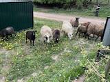 Животноводство,  Сельхоз животные Бараны, овцы, цена 1500 Грн., Фото