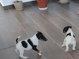 Собаки, щенята Гладкошерста фокстер'єр, ціна 2500 Грн., Фото
