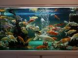 Рибки, акваріуми Водні рослини, ціна 100 Грн., Фото
