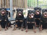Собаки, щенки Ротвейлер, цена 30000 Грн., Фото