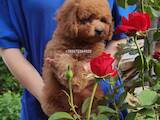 Собаки, щенята Той-пудель, ціна 41000 Грн., Фото
