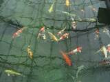 Рибки, акваріуми Рибки, ціна 400 Грн., Фото