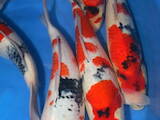 Рыбное хозяйство Рыба живая, мальки, цена 400 Грн., Фото