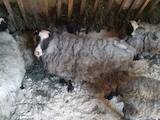 Животноводство,  Сельхоз животные Бараны, овцы, цена 4500 Грн., Фото