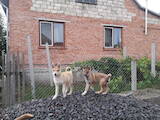 Собаки, щенята Західно-Сибірська лайка, ціна 10 Грн., Фото