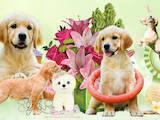 Собаки, щенки Золотистый ретривер, цена 20000 Грн., Фото